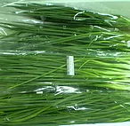 Spring Onion